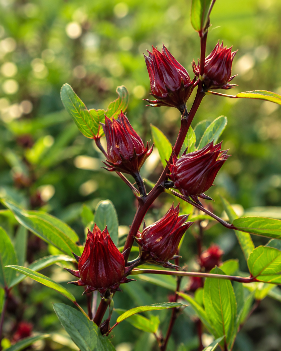 Hibiscus: The Healthy Heart Tea